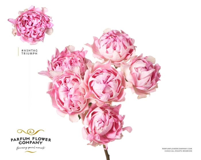 <h4>Rosa TR 'Trophy'</h4>
