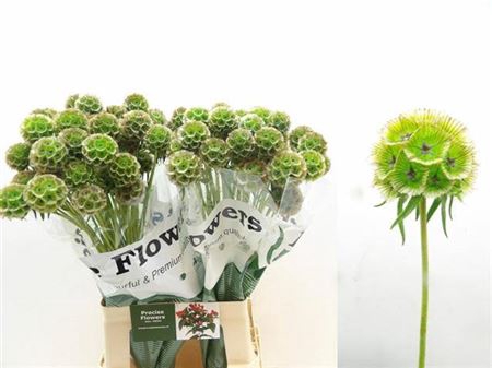 <h4>Scabiosa St Klb Green</h4>