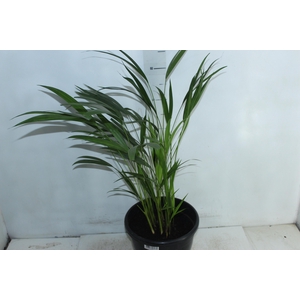 ARECA BAMBU P24