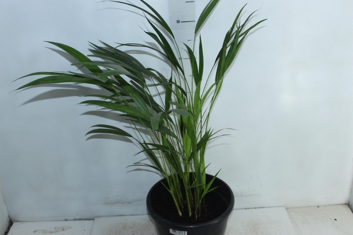 ARECA BAMBU P24