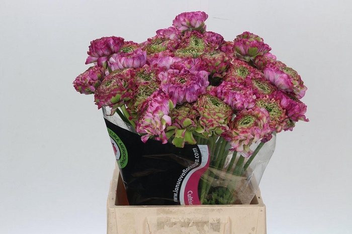 Ranunculus Pon Pon Malva