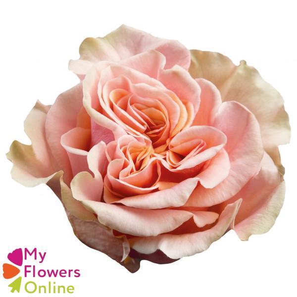 <h4>R Gr Phoenix Peach 50cm EC</h4>