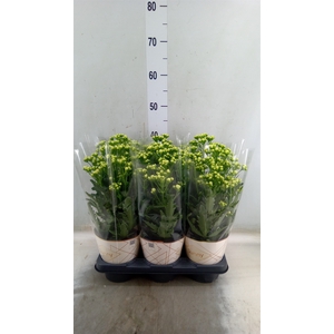 Kalanchoe  'Sunny White'