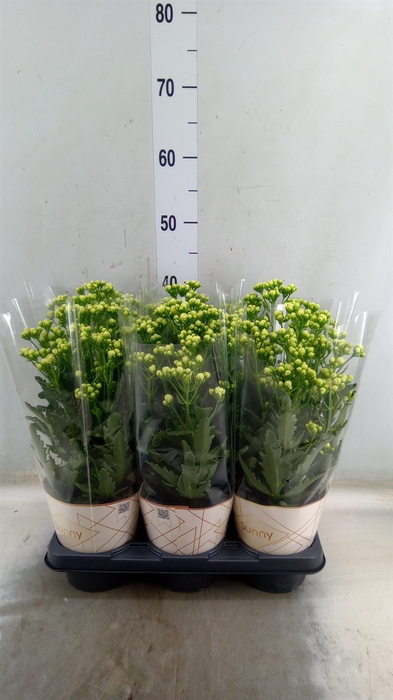 <h4>Kalanchoe  'Sunny White'</h4>