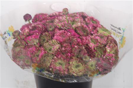 Ran. Pon Pon Malva Super X L