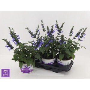 SALVIA LAKE COMO P19