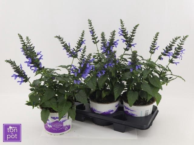 <h4>SALVIA LAKE COMO</h4>