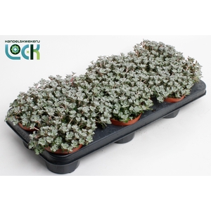 Sedum purpureum