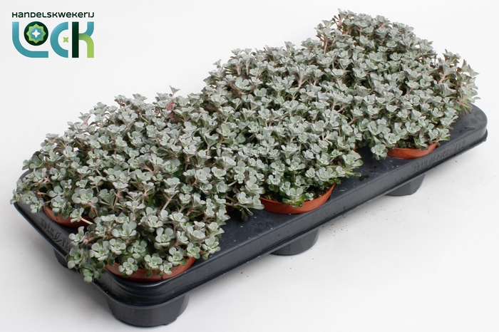 <h4>Sedum purpureum</h4>