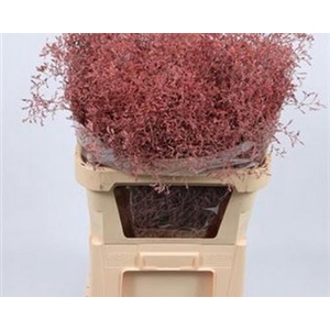 Limonium Beltlaard Klb Pink