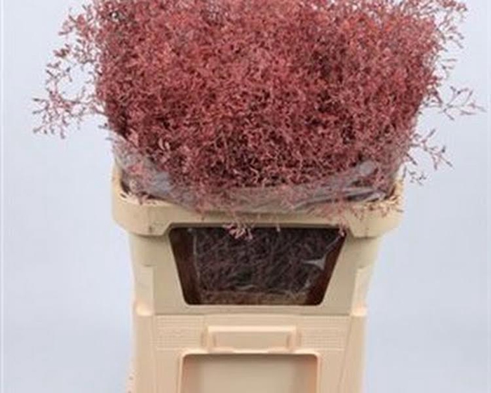 Limonium Beltlaard Klb Pink
