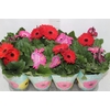 EUPHORBIA MILII MILIIANA P11