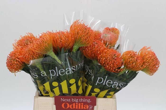 <h4>LEUCO AYOBA PEACH</h4>