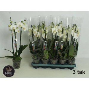 PHAL WHITE NOTTINGHAM 3 TAK