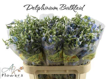 <h4>Delph En Ballkleid</h4>