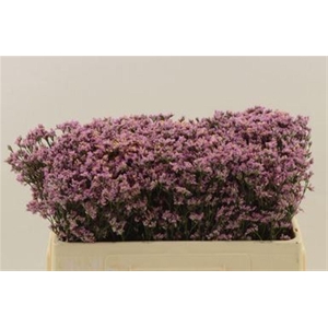 Limonium Sinense Safora Oshi Pink