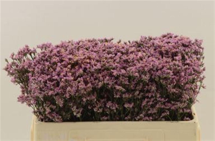 <h4>Limonium Sinense Safora Oshi Pink</h4>