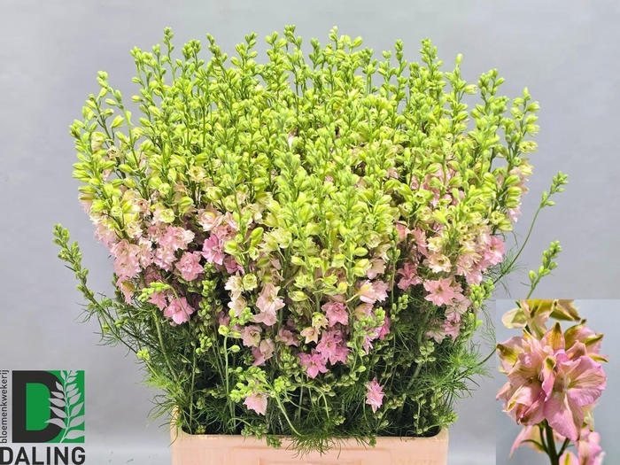 <h4>Cons R Q Light Pink</h4>