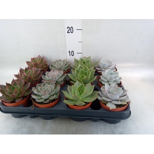 Echeveria   ...mix