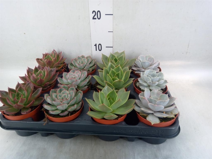 <h4>Echeveria ...mix</h4>