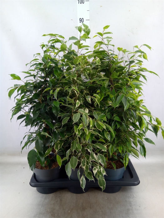 <h4>Ficus benja.   ...mix</h4>