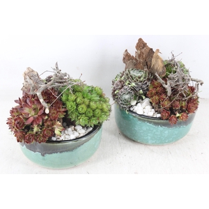 arr4 Semp PL - Ker. schaaltje luxe groen 285/6