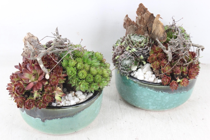 <h4>arr4 Semp PL - Ker. schaaltje luxe groen 285/6</h4>