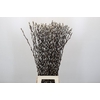 Salix Caprea Snow Flake Premium