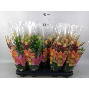 Lilium asia.   ...mix