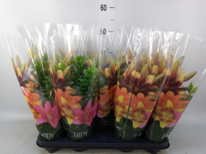 <h4>Lilium asia.   ...mix</h4>