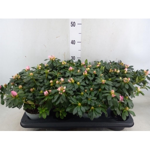 Rhododendron sim. 'Michelle-Marie'