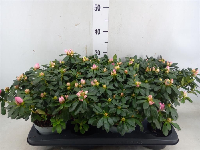 <h4>Rhododendron sim. 'Michelle-Marie'</h4>