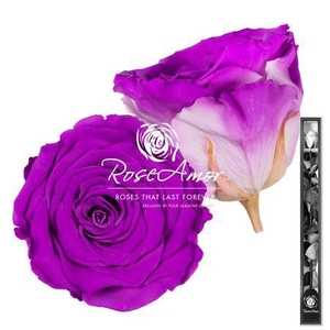 60cm Stem Bic05