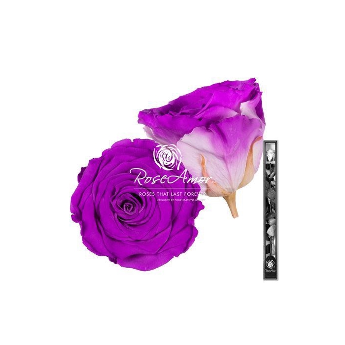 <h4>60cm Stem Bic05</h4>