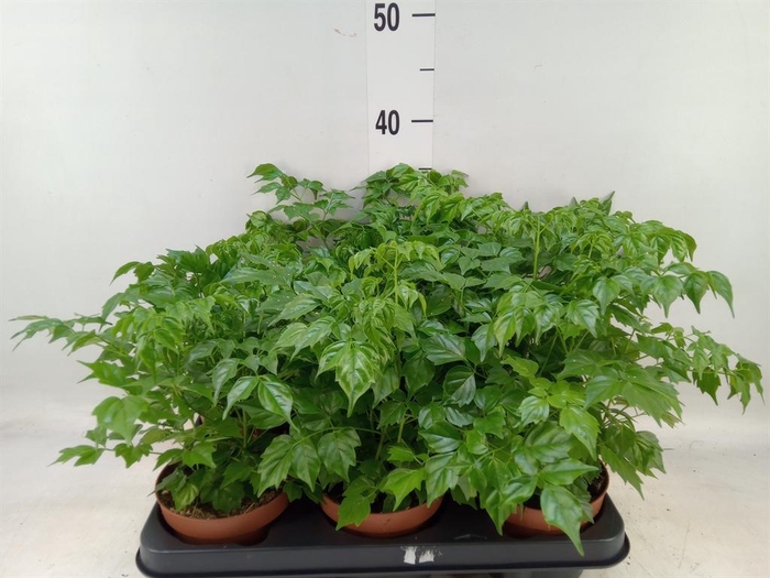 <h4>Radermachera sinica</h4>