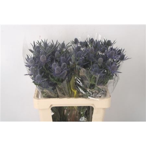 Eryngium Mag Blue Lagoon