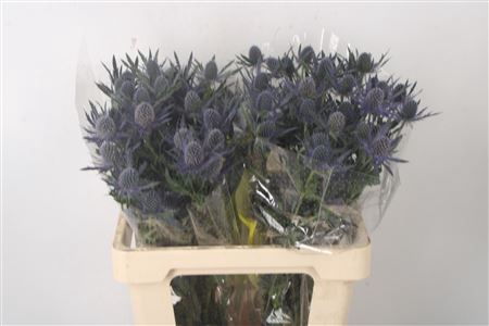 <h4>Eryngium Mag Blue Lagoon</h4>