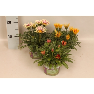 Gazania Divers