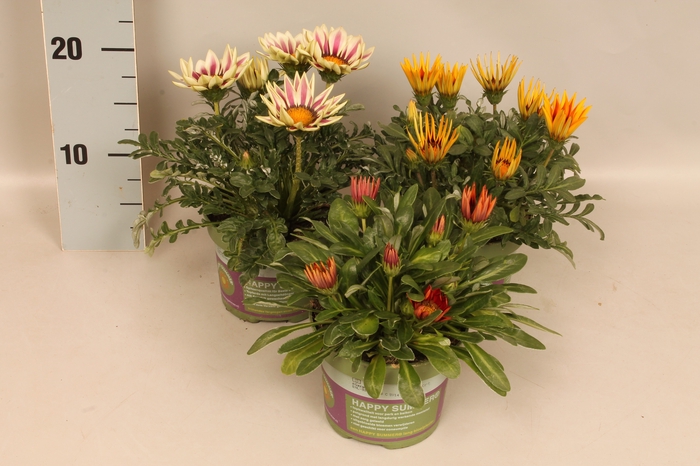 <h4>Gazania Divers</h4>