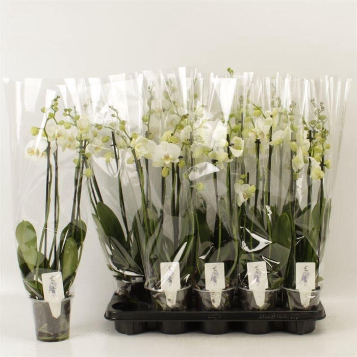 <h4>PHAL OV WIT</h4>