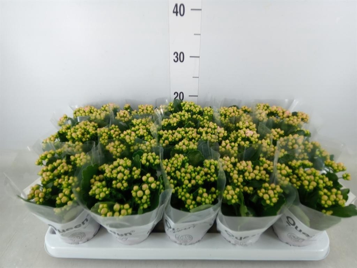 <h4>Kalanchoe  'RoseFlow Audrey'</h4>