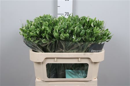 <h4>Alstr Green Crown</h4>