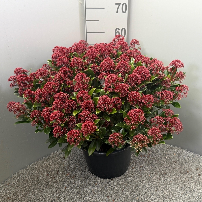 <h4>Skimmia japonica 'Antarctica'</h4>