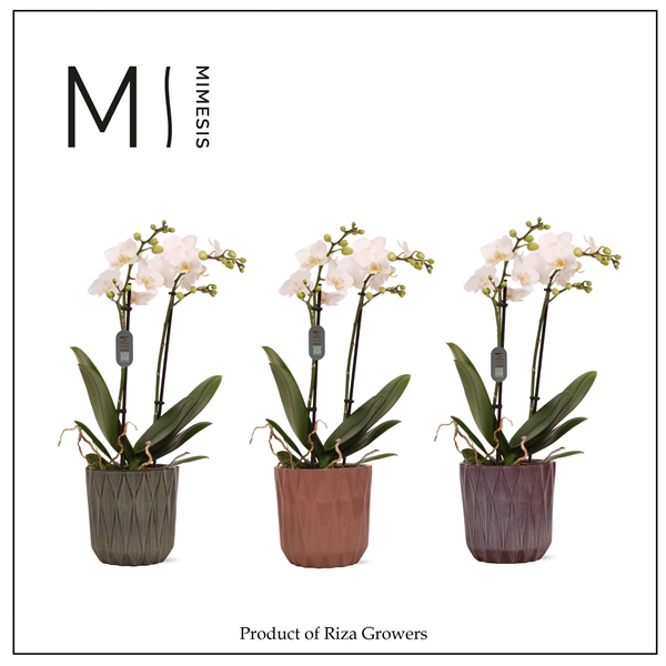 <h4>Mimesis Phal. Multi White - 2 spike 12cm in Maria Mix Ceramic</h4>