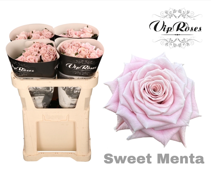 <h4>R KL SWEET MENTA x40 997</h4>