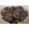 Hydrangea elbtal classic