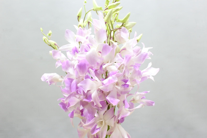 <h4>DENDRO MISTEEN</h4>