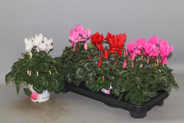 <h4>CYCL GR SUP XL</h4>