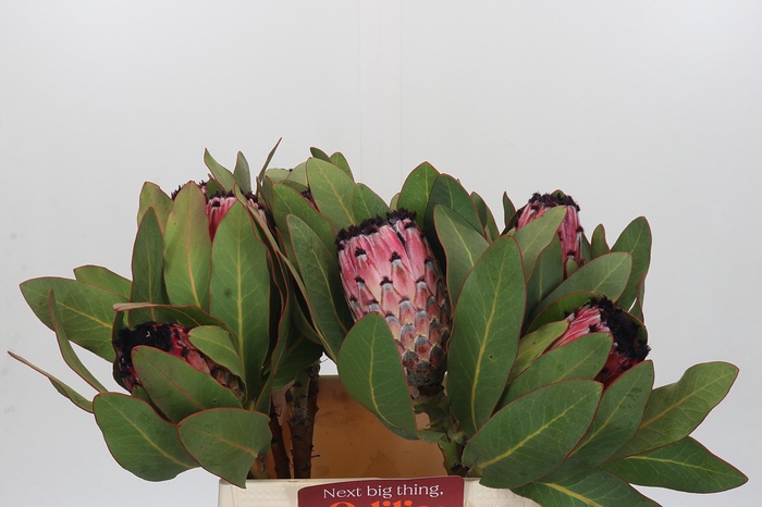 <h4>Protea Barbigera Early Mountain Queen</h4>