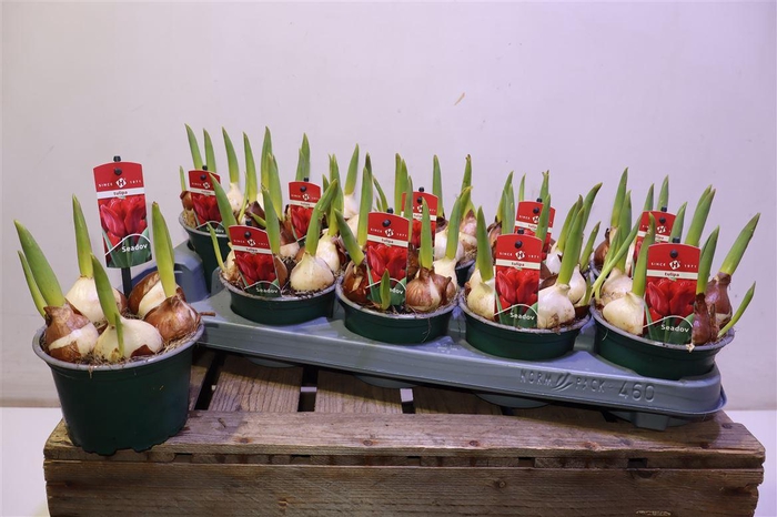 <h4>arr8 Tulp Seadov</h4>